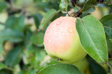 Close-up of ripe apple in the garden with dew drops