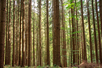 Fototapeta na wymiar Old pine forest tree trunks, nature background