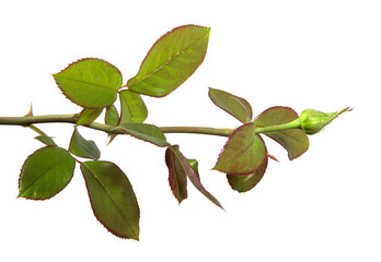 rose bud with foliage isolate on white background