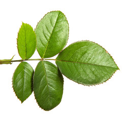 Fototapeta premium leaves of the walnut tree isolate