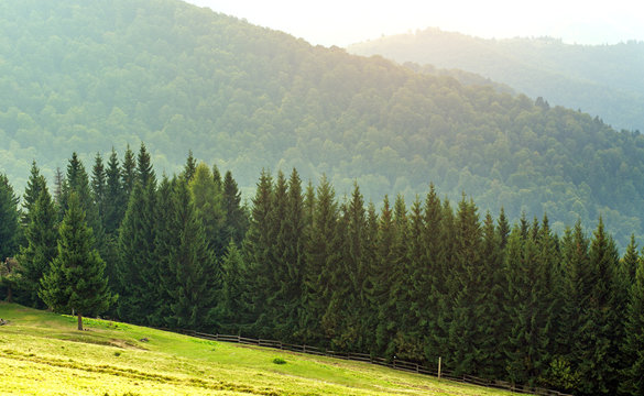 Fototapeta Coniferous pine forest in Carpathian mountains