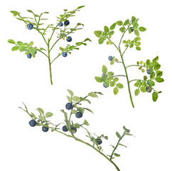 three medium blueberry branches on white