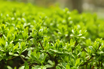 Fototapeta na wymiar Bush with green leaves, closeup