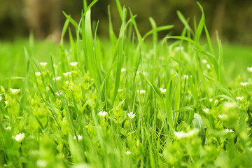 Fresh green grass outdoors