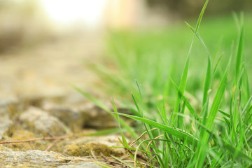 Fresh green grass outdoors