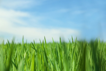 Green field on sunny spring day