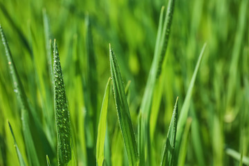 Young green wheat with dew drops on sunny spring day