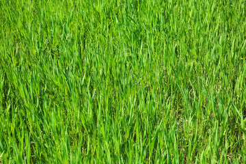 Green field on sunny spring day