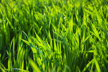Green wheat field on sunny day