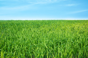 Green wheat field on sunny day