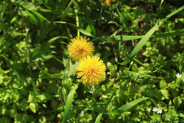 Beautiful yellow dandelions on spring day