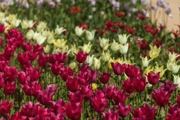 tulips garden