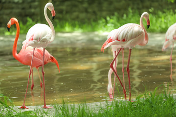 Beautiful flamingos in zoological garden