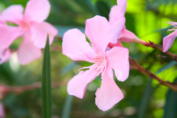 Flowers of oleander