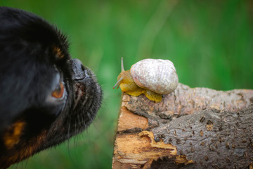 dog and snail