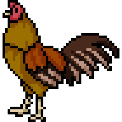 Fototapeta premium vector pixel art male chicken