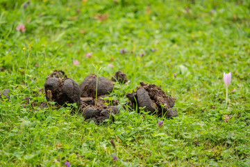 A heap of horse dung on the green field