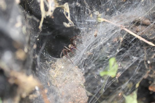 Gro&szlig;e Winkelspinne