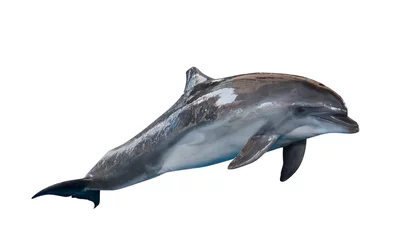 Rolgordijnen zonder boren Dolfijn grijze tuimelaar op wit