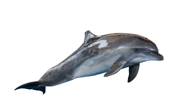 grey common bottlenose dolphin on white