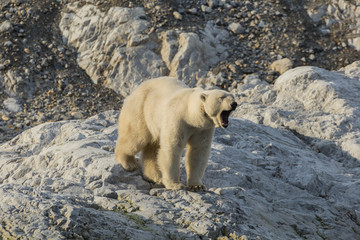 Ours polaire femelle avec collier à Svalbard.