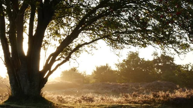 Mountain Ash tree in blossoming heather plants during sunrise