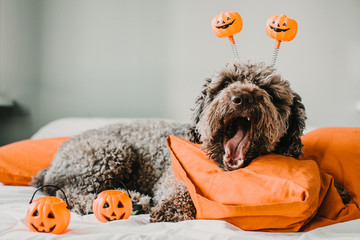 .Sweet and friendly brown spanish water dog playing in the bed of his owner with halloween costume....