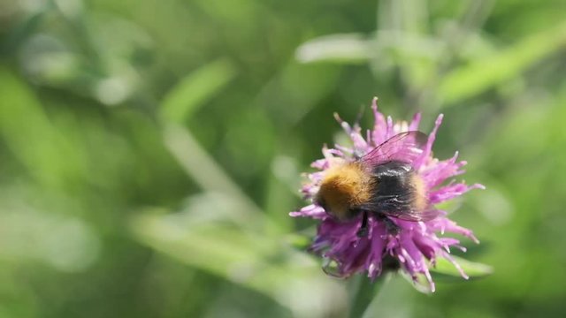 insects pollinating thistle flowers macro slow motion