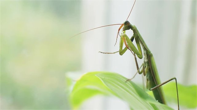Mantis, a predatory insect on the leaves.