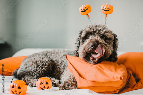 .Sweet and friendly brown spanish water dog playing in the bed of his owner with halloween costume. Funny moments dogfriendly. Lifestyle