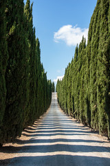 Cypress alley in Tuscany