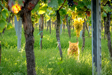 Orange cat sits among grapes in a vineyard in the grass