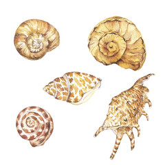 Set of seashells isolated on white background. Hand drawn watercolor illustration.