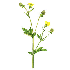 Summer yellow blooming branch isolated on white background. Hand drawn watercolor illustration.