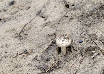 Amanita pantherina. White young amanita muscaria  poisonous mushroom  on the sand