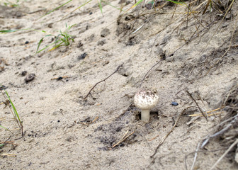 Amanita pantherina. White young amanita muscaria  poisonous mushroom  on the sand