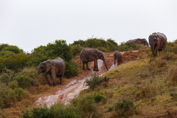 Elephants walking down the hill
