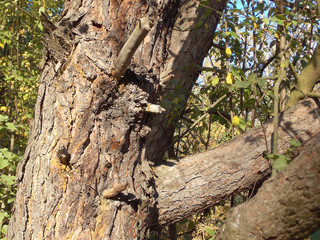 Fototapeta premium Fragment of a trunk of a tree of a pine and a branch in a deciduous wood in the end of summer.
