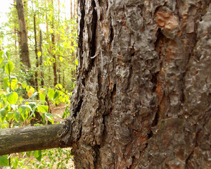Obraz premium Fragment of the bark of a pine tree and bitches in a deciduous forest at the end of summer.