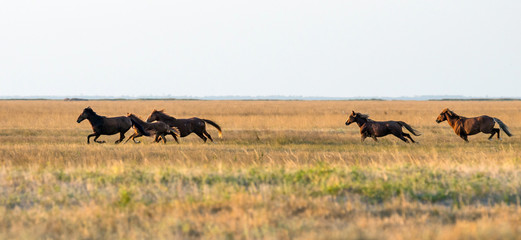 A herd of wild horses galloping across the steppe. Selective focus..