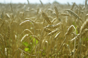 Golden ears in the wheat field at the end of summer. A bountiful harvest.