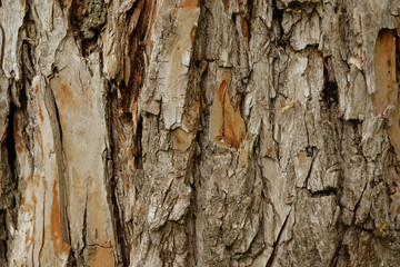 Texture of the bark of a pine. Close-up.