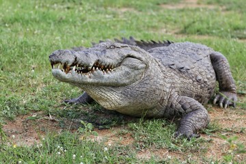 Coccodrillo