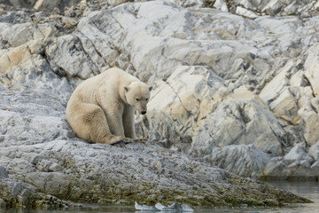 Obraz na płótnie Canvas Female polar bear with collar in Svalbard.