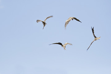 Four captive black kites (milvus migrans) in flight