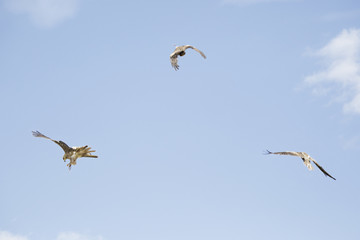Sequence of a black kite (milvus migrans) hunting.