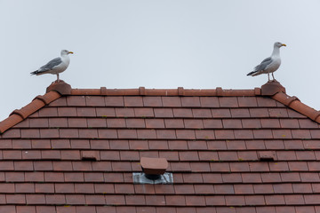 Gull on the roof of a house in town