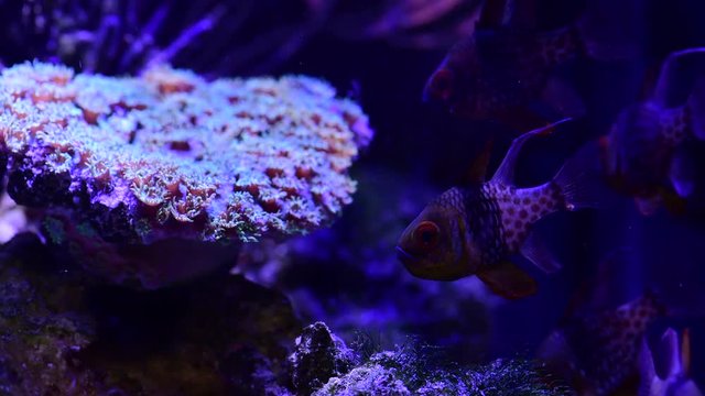 Pretty anemones in sea coral reef aquarium motion 4k video