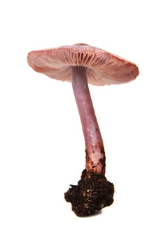 Mycena pura mushroom