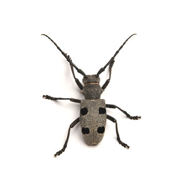 morimus funereus beetle
